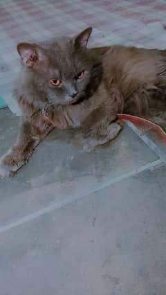 Persian Breeder male cat