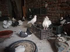 Laka kabootar, fancy pigeon, breeder laka pigeon (03445783416)