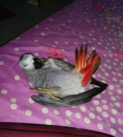 African Grey parrot chicks for sale 03218769078