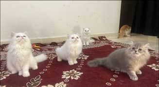 big Eid big offer till 15 June on triple coated pure Persian. kittens