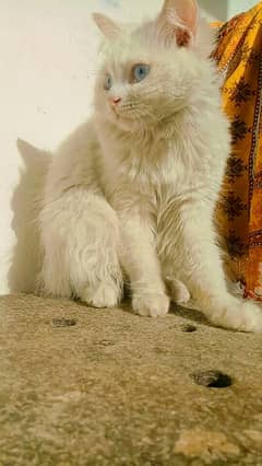 Persian rare kitten pair