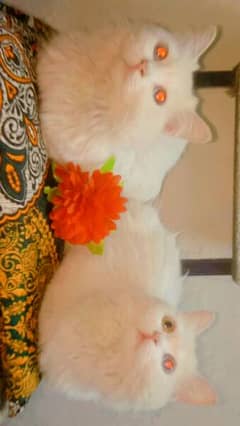 Persian rare kitten pair