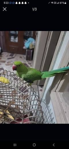 Green parrot for sale urgently