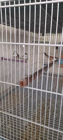 3 Owl Finches for Sale