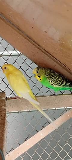 Budgie pair for sale with one kuji