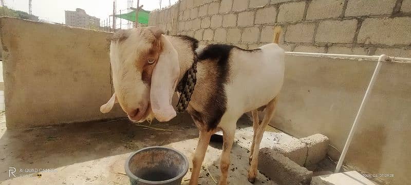 bakra Nar Andu 2 dant 0