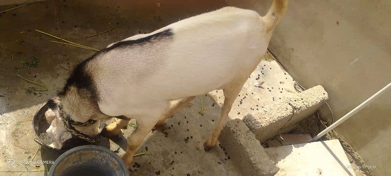 bakra Nar Andu 2 dant 1