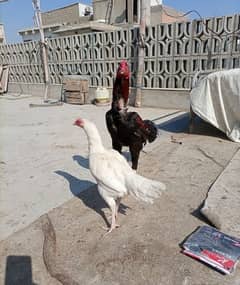 Aseel miawali chicks