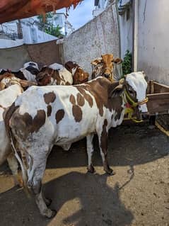 cow bull bachra bachri available in gulshan e iqbal