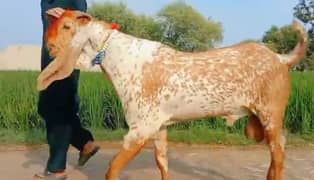 desi Bakra for sale WhatsApp number on 03487390292)