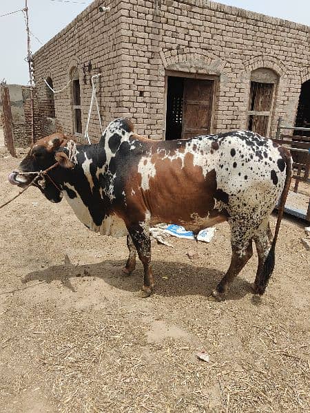 . Cow | Bull | bachra | Desi wacha for Qurbani 2024 9
