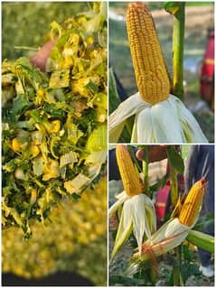 Corn Silage/Maki Silage/Animal Feeds