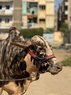 Antique Print Cow | Bull | bachra | Desi wacha for Qurbani 2024