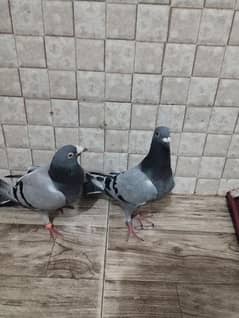 recer pigeon