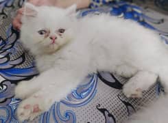 pure persian high quality kitten 03314725884