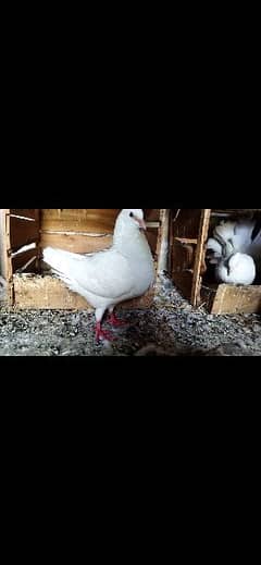 pure king breeder female with chicks