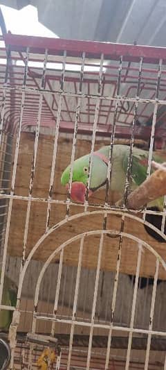 Kashmiri parrots for sale