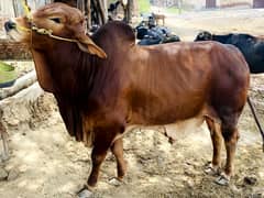 pure sahiwal breed for qurbani (9 man )