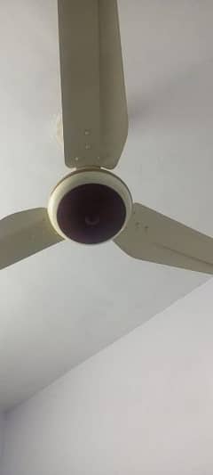 fan