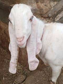 Male Goat / Bakra / Available ( 2Dant)