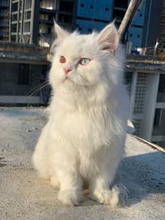 odd eyes long coat cat