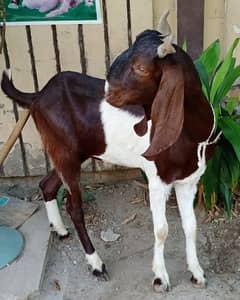 Goat | desi Bakra | bakra | goat for sale | qurbani goat