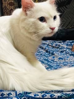 Meeko (Persian cat)