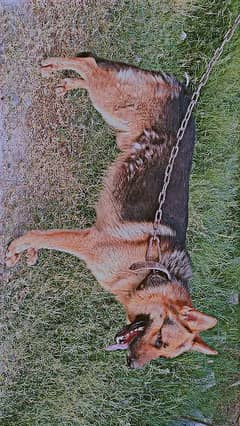 German shepherd stock cort dog | German shepherd dog for sale