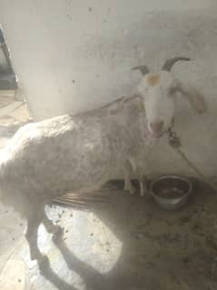 Goat for qurbani