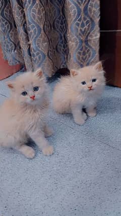 Persian Cat Pair