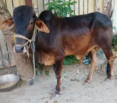 Bull | calf | bachra | 230 Kg | Qurbani 2024
