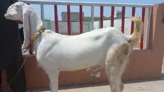 white pure rajanpuri nasal goat. . . dunda,home feed healthy and active