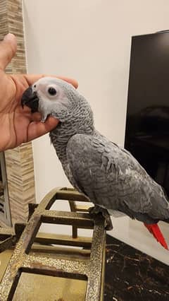 african grey | gray parrot | gry | hand tamed | congo African grey
