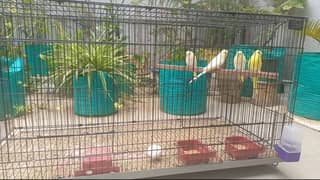 6 red eyse bughis parrot for sale with cage