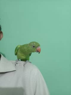 Female Ringneck Parrot