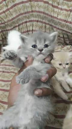 Persian kitten available for Sale