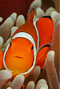ClownFish Available For Sale