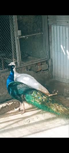 peacock breeder pair