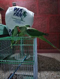 Raw Parrots 4 Months Age 0