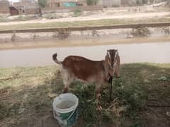 goat for sale urgently