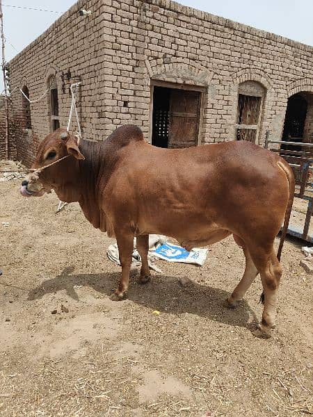 . Cow | Bull | bachra | Desi wacha for Qurbani 2024 10
