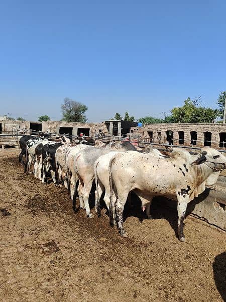 . Cow | Bull | bachra | Desi wacha for Qurbani 2024 11