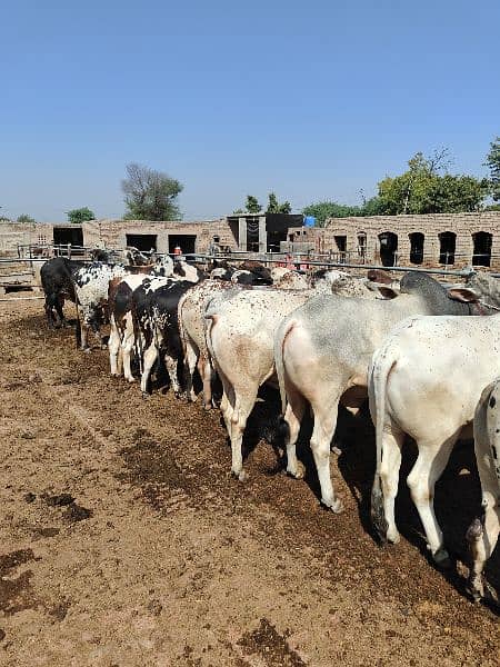 . Cow | Bull | bachra | Desi wacha for Qurbani 2024 12