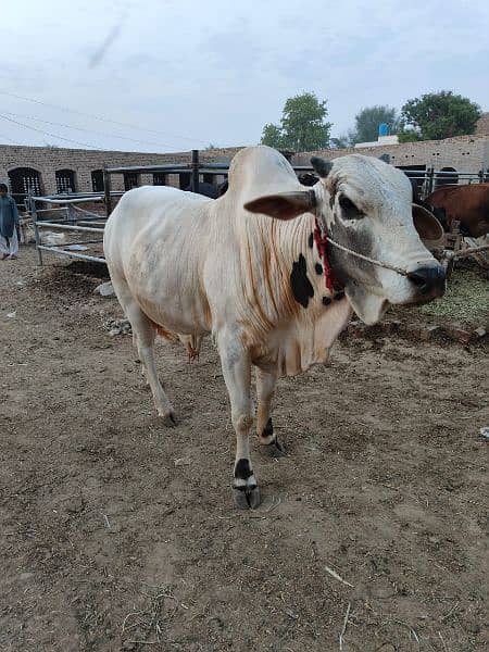 . Cow | Bull | bachra | Desi wacha for Qurbani 2024 13