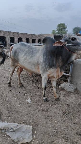 . Cow | Bull | bachra | Desi wacha for Qurbani 2024 14