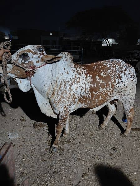 . Cow | Bull | bachra | Desi wacha for Qurbani 2024 15