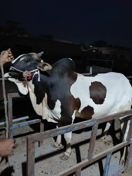 . Cow | Bull | bachra | Desi wacha for Qurbani 2024 16