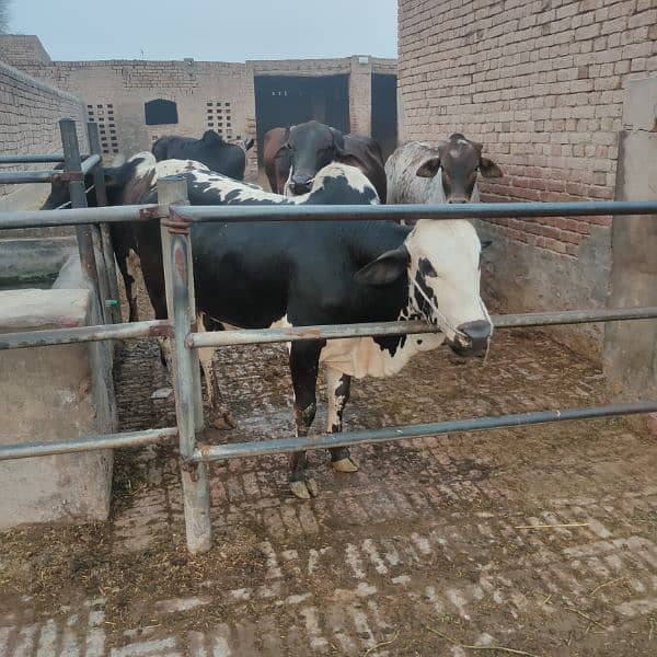 . Cow | Bull | bachra | Desi wacha for Qurbani 2024 17