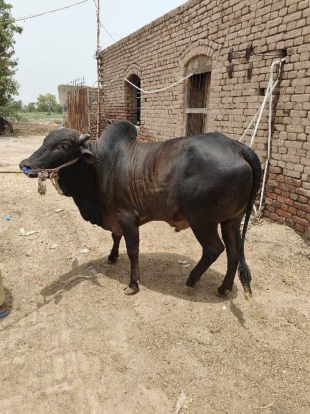 . Cow | Bull | bachra | Desi wacha for Qurbani 2024 18