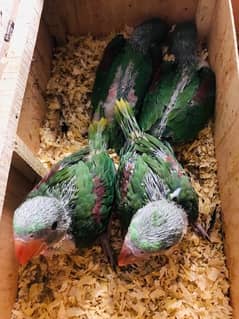 yellow Ringing or Raw parrots chicks available